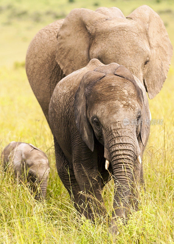 大象家族-妈妈是领袖/爸爸和宝宝